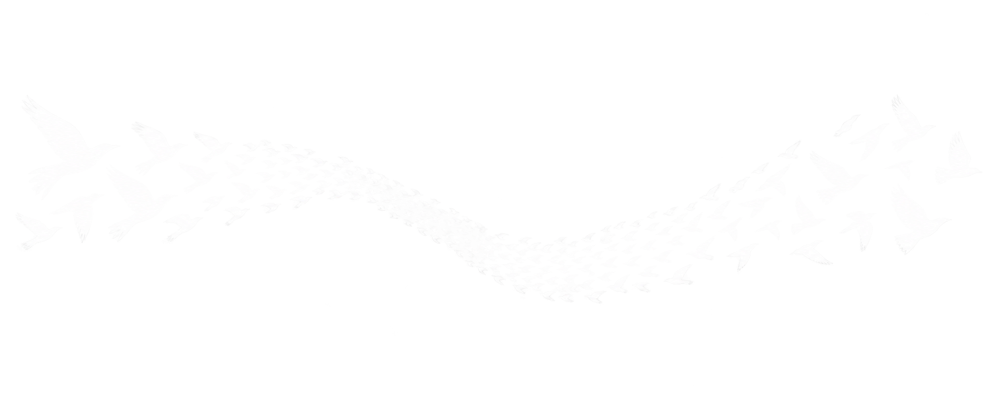 Murmuration bird graphic flowing across a campervan side panel
